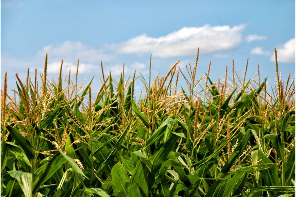 Cornfield in Denver in October