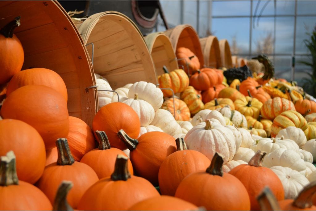 Denver in October. Pumpkin patches